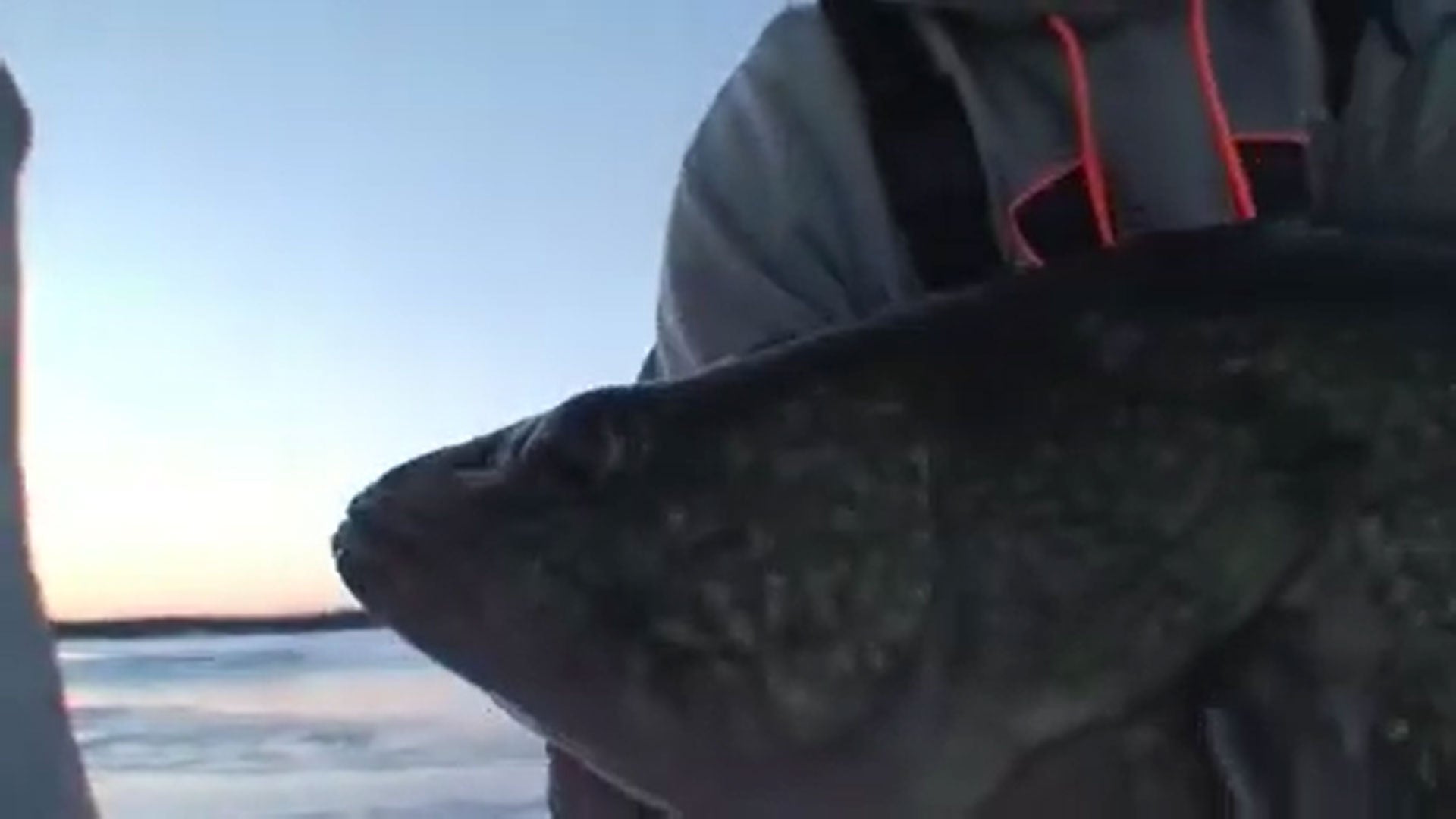 10LB Plus Monster Walleye