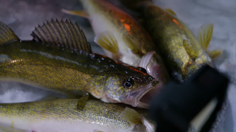 Why Early Ice is Best (FIRST ICE WALLEYE)