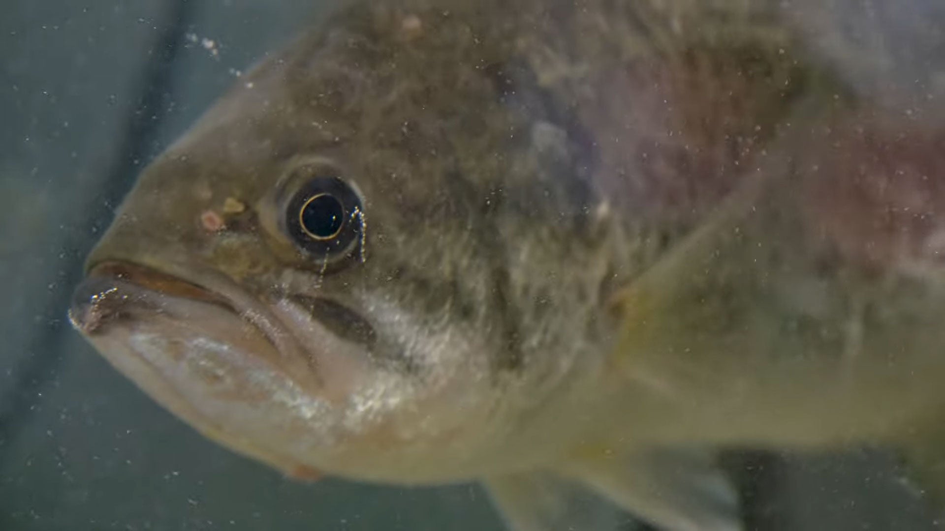 Make Fish Bite and Keep Biting