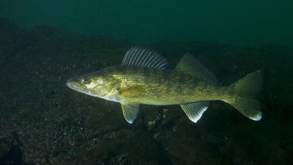 Drop Shotting for Walleye