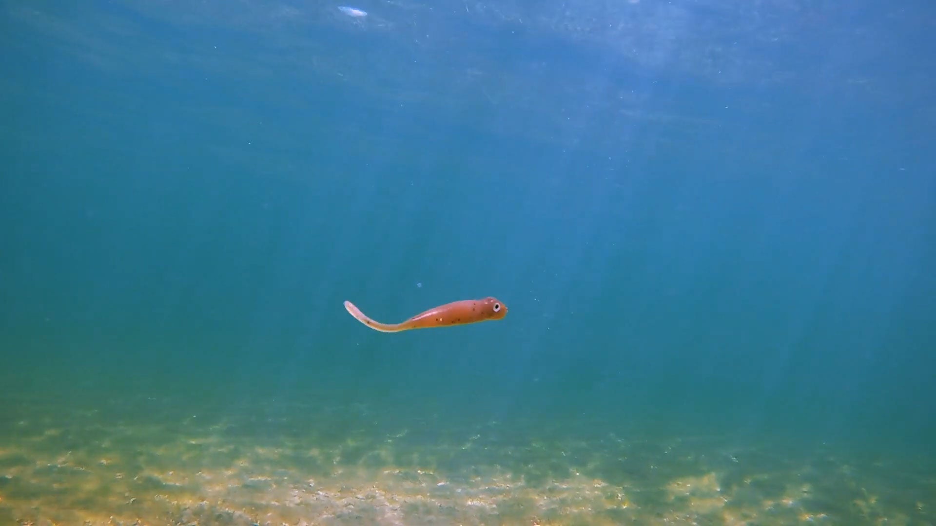 Now Available - Drifter Minnow