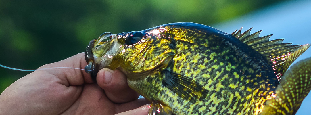 Featured Crappie Tackle