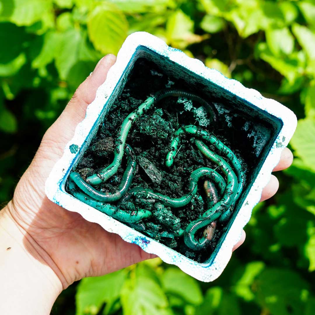 Hand holding a container of Lil Mac's Canada earthworms with a natural green background
