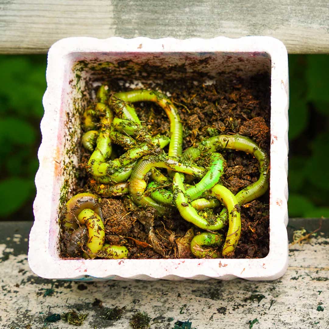 Lil Mac’s Colorant Kit Chartreuse