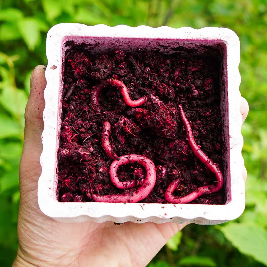 Lil Mac’s Colorant Kit Pink